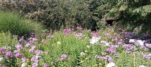 Blumenmeer im Paradieserl 