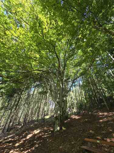 200 Jahre alte Zigeuner Buche 