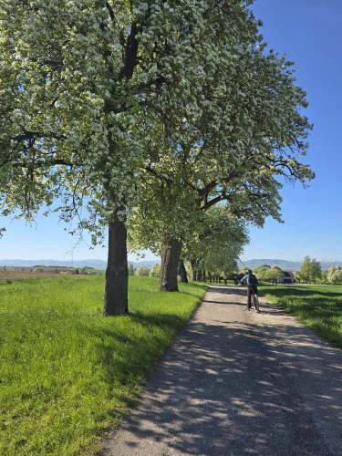 Wunderschöne blühende Birnbaume Allee